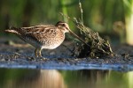Bekasina otavní (Gallinago gallinago) žije na rašeliništích, slatiništích, vlhkých a podmáčených loukách. V České republice patří kvůli odvodňování mokřadů a intenzifikaci zemědělství k bahňákům s ubývající  početností. V Praze bylo v 80. letech 20. stol. doloženo hnízdění pouze jednoho páru v údolí Pitkovického potoka. Okolí nádrže Slatina a Hostavického potoka využívají  bekasiny hojně  k zastávkám během jarního a podzimního tahu. Foto J. Grünwald