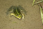 Skokan skřehotavý (Pelophylax  ridibundus). Foto A. Funk