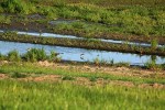 Meandrující úsek Hostavického potoka s tůněmi využívají bahňáci, např. vodouš bahenní (Tringa glareola). Foto A. Funk