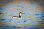 Vzácný host – potápka rudokrká (Podiceps grisegena). Foto J. Grünwald