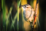 Litorální porosty využívá řada druhů, např. rákosník proužkovaný (Acrocephalus schoenobaenus). Foto J. Grünwald