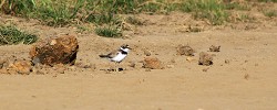 Kulík říční (Charadrius dubius). Foto J. Grünwald