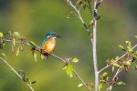 Ledňáček říční (Alcedo atthis). Foto J. Grünwald