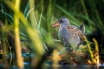 Vzácný chřástal vodní (Rallus aquaticus) bývá spíše slyšen než viděn. Foto J. Grünwald