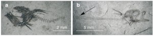 Ostnatci Trachinus minutus (Jonet, 1958). Nejmenší zjištěná larva, u které není rozpoznatelná zadní – kaudální část těla (a). Individuum o málo větší s již viditelnou zadní částí těla (označeno šipkou, b). Snímky T. Přikryla