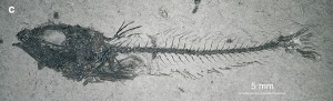 Ostnatec Trachinus minutus (Jonet, 1958). Dospělý jedinec s definitivně konstituovanou kostrou dospělce (c). Foto T. Přikryl