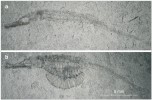 Zástupci velmi mladých jedinců dvou rodů mořských jehel – Syngnathus (a) a Hipposyngnathus (b). Snímky T. Přikryla