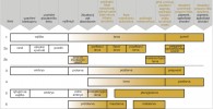 Terminologie popisující rané vývojové fáze kostnatých ryb a hlavní události (etapy jejich vývoje). Barva reprezentuje míru čitelnosti znaků a jejich použitelnosti ve fosilním záznamu, zejména přítomnost kostěné tkáně, která má dobrý fosilizační potenciál (v nejranějších sta­diích je potenciál velmi nízký a víc než kde jinde závisí na fosilizačních a tafo­nomických podmínkách v příslušném  sedimentačním prostoru – tafonomie se  zabývá vznikem a způsobem zachování fosilií). Třídění podle: 1– hlavních vývojových fází a 2a – detailnějšího vymezení; 2b – podle přechodu z jedné fáze do  druhé; 3 – klasifikace podle C. L. Hubbse (1943, 1958); 4 – O. E. Sette (1943);  5 – E. Balona (1975); 6 – D. E. Snydera (1976, 1981). Upraveno podle: A. W. Kendall a kol. (1984)