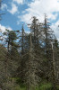 Zanedbání výchovných zásahů v porostech smrku pichlavého (Picea pungens) na nevhodných, především glejových stanovištích napadených kloubnatkou smrkovou (Gemmamyces piceae) v Krušných horách vedlo k jejich plošnému odumření. Foto K. Černý