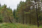 Další invaze v Krušných horách? Borovice pokroucené (Pinus contorta) napadené nepůvodními sypavkami Lecanosticta acicola a Dothistroma septosporum a původními druhy rodu Lophodermium. Přírodní rezervace Prameniště Chomutovky, Krušné hory. Foto K. Černý