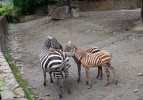 ak prokázal náš výzkum, vliv  ostatních členů stáda na kojení je u zeber chovaných v zoologických zahradách téměř zanedbatelný. Na snímku dnes již velmi vzácná zebra bezhřívá (E. quagga borensis). Tento poddruh je chován v méně než 10 zoologických zahradách na světě, přičemž všichni jedinci  pocházejí z královédvorského stáda. Foto J. Pluháček
