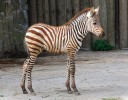 Hříbě zebry Böhmovy. Dlouholetý úspěšný chov čtyř poddruhů zeber  stepních v zoologické zahradě ve Dvoře Králové nad Labem představoval jedinečný a důležitý předpoklad, bez kterého by se takto rozsáhlý výzkum mateřského chování zeber nemohl uskutečnit. Foto J. Pluháček