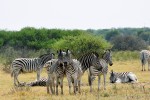 Zebry stepní tvoří rodinná stáda  složená z jediného hřebce, 1–6 dospělých klisen, několika dospívajících zvířat a hříbat. Tato sociální struktura se zohledňuje i v chovu. Zebra damarská  (E. quagga burchellii) v rezervaci Khama Rhino Sanctuary ve východní Botswaně – tento čtvrtý v českých zoo chovaný poddruh v našem výzkumu však zahrnut nebyl. Foto J. Pluháček