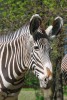  Zebra Grévyho (Equus grevyi). Foto J. Pluháček  