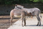 Ze všech tří zkoumaných druhů měla zebra Grévyho (Equus grevyi)  kojení nejkratší a nejméně ukončovaná matkou. To ukazuje, že délka kojení  zřejmě neodpovídá množství přijatého mléka, neboť hříbata byla s jeho příjmem spokojena. Zebry Grévyho byly také  při kojení nejtolerantnější (blíže v textu). Foto J. Pluháček