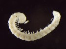 Mnohonožky osídlující přirozená stanoviště: plochulka půdní (Macrosternodesmus palicola). Foto P. Dolejš