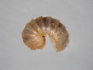 Drobnulka zemní (Geoglomeris sub­terranea). Foto M. Horsák