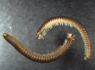 Mnohonožky osídlující synantropní stanoviště: oblanka rýhovaná  (Cylindroiulus truncorum). Foto P. Dolejš