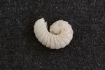 Mnohonožky osídlující synantropní stanoviště: skleníkovka bělavá (Amphitomeus attemsi).  Foto L. Hrůzová 