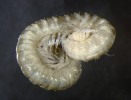Mnohonožky osídlující přirozená stanoviště: zeměnka skrytá (Brachychaeteuma bradeae). Foto P. Dolejš