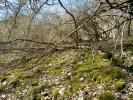 Kulivá hora u Solopisk – biotop zeměnky skryté (Brachychaeteuma  bradeae). Tato troglofilní mnohonožka obývá vedle jeskyní i půdu a jiné podzemní prostory. Foto P. Dolejš