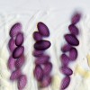 Hnědofialové rýhované askospory hovníku otrubčitého (Ascobolus furfuraceus) dosud ve vřecku. Foto O. Koukol