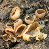 Miskovité plodnice (apotecia)  řasnatky voskové (Peziza vesiculosa) dosahují velikosti až 12 cm. Foto O. Koukol
