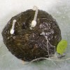 Trus králíka umístěný do vlhké  komůrky, na kterém je po 10 dnech patrné  jemné vzdušné mycelium neznámé  spájivé houby, apotecium vřeckovýtrusné houby rodu hovník (Ascobolus)  a mladé plodnice stopkovýtrusné houby rodu hnojník (Coprinellus). Foto O. Koukol