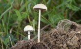 Plodnice límcovky polokulovité (Stropharia semiglobata) patří mezi  nejčastější stopkovýtrusné houby  (Basidiomycota) vyrůstající jako jedny z posledních na vysychajícím starším trusu. Foto L. Zíbarová