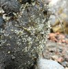 Sporangiofory měchomrště krystalického (Pilobolus crystalinus) na trusu koně. Nafouklé subsporangiální vaky nesoucí drobná černá sporangia jsou dobře  patrné, stejně jako růst sporangioforů v jednom směru – ve směru dopadajícího slunečního záření. Foto O. Koukol