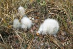 Čerstvá hromádka trusu někdy ani nebývá vidět, zato je nápadný porost mycelia hub spájivých (oddělení Mucoromycota), které se zde objeví jako první. Foto O. Koukol