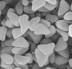 Pidoplitchkoviella terricola (Ascomycota) – trojúhelníkovité askospory. Snímek ze skenovacího elektronového mikroskopu. Foto A. Nováková