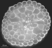 Příčný řez kořenem kukuřice seté (Zea mays) s obarvenými Casparyho proužky v endodermis (šipka; blíže  v textu). V originále barveno berberinem a genciánovou violetí, snímána  fluorescence po excitaci UV zářením. Foto E. Tylová