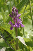 Příklady zajímavých druhů   vápnitých slatinišť – prstnatec májový (Dactylorhiza majalis). Foto P. Hájková