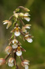 Příklady zajímavých druhů   vápnitých slatinišť – kruštík bahenní (Epipactis palustris). Foto P. Hájková