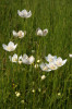 Příklady zajímavých druhů   vápnitých slatinišť –  tolije bahenní (Parnassia palustris) . Foto P. Hájková