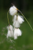 Příklady zajímavých druhů   vápnitých slatinišť – suchopýr širolistý (Eriophorum latifolium). Foto P. Hájková