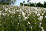 Porost suchopýru úzkolistého  (Eriophorum angustifolium) na lokalitě  Kateřinice v Hostýnských vrších, kde  probíhal obnovný terénní experiment  s různými typy managementu. Foto P. Hájková