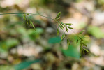 Detail květenství kostřavy ametystové (Festuca amethystina). Lata klásků – charakteristické jsou pluchy (listeny na bázi květů) bez osin. Foto. J. Brůna