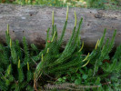 Plavuň pučivá (Lycopodium annotinum). Foto T. Kučera