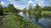Řeka Odra s populací invazní křídlatky (Reynoutria spp.) na levém břehu. Ostrava – Mariánské Hory. Foto A. Vaškovský