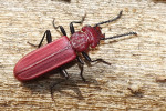 Lesák Cucujus haematodes u nás žije na poslední lokalitě v pralese Mionší, na Sibiři je však zcela běžný zejména na požářištích. Oheň totiž mnohem více mrtvého dřeva vytvoří, než spálí. Foto L. Čížek