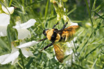 Náš největší čmelák, čmelák obrovský (Bombus fragrans), v ČR bohužel vyhynul. Potřebuje stepi, najdeme ho v Maďarsku a dále na východní Ukrajině a v Rusku. V lesostepích Uralu je na jaře docela běžný. A co má společného s požáry? Inu, není stepi bez ohně. Foto D. Hauck