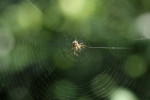 Charakteristická síť křižáka lučního (Mangora acalypha). Foto K. Rückl 
