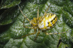 Dospělá samice křižáka lučního (Mangora acalypha). Foto R. Šich 