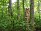 Původním biotopem letošního pavouka roku křižáka podkorního (Nuctenea umbratica) jsou světlé lesy. V případě zahuštění dřevin se pro něho stávají podmínky méně příznivými. Foto O. Machač