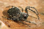 Samice ohroženého křižáka rašelinného (Nuctenea silvicultrix). Foto A. Kůrka