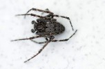 Samci křižáka podkorního (Nuctenea umbratica) bývají štíhlejší, mají relativně delší nohy a na koncích makadel kulovité kopulační orgány. Foto K. Rücklová