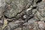 Křižák rašelinný (Nuctenea silvicultrix)  je oproti křižákovi podkornímu  kontrastněji zbarvený. Jeho strakatá  kresba poskytuje zvlášť účinnou  kamufláž na kmenech stromů porostlých lišejníky. Dospělá samice. Foto V. Hula