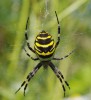 Dospělá samice křižáka pruhovaného (Argiope bruennichi) se zadečkem  napěchovaným vajíčky. Foto J. Vrána